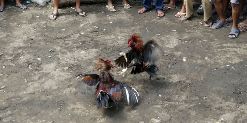 Đôi nét sơ lược về đá gà Philippines